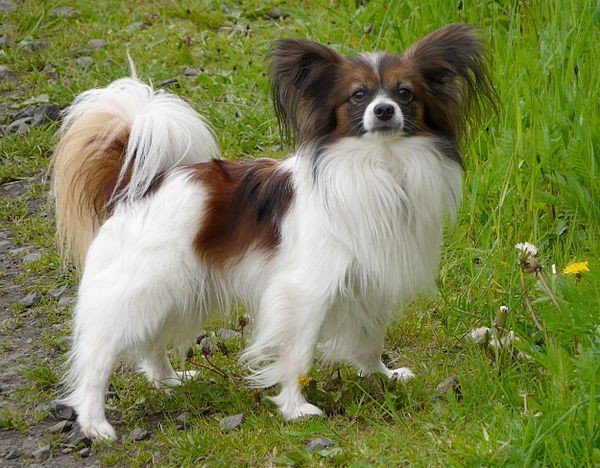 600px outdoor continental toy spaniel papillon 19366ea44ee8454aa0f904bb2d316d53 grande