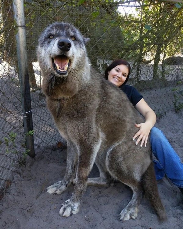 Chó lai sói wolf-hybrid