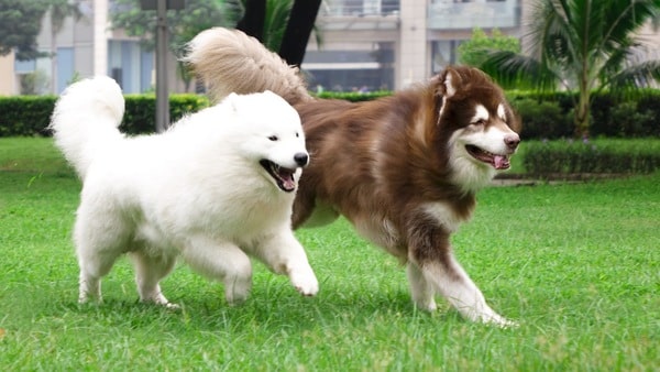 đặc điểm của chó alaska