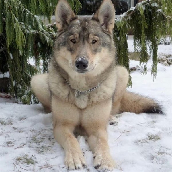 Bán chó sói tuyết