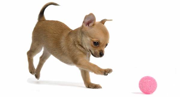 Chó toy Chihuahua