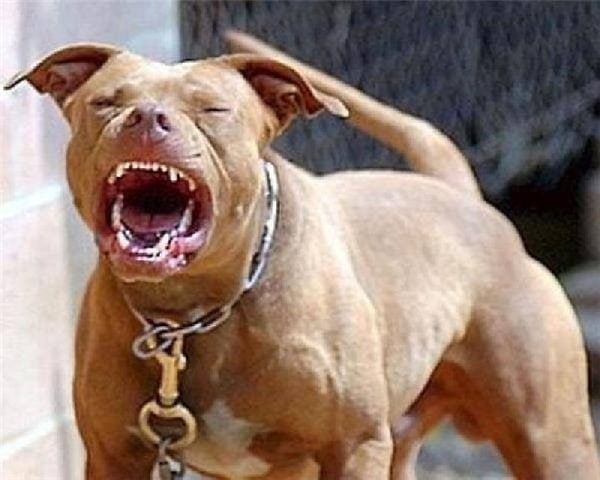 Hàm răng của chó Pitbull