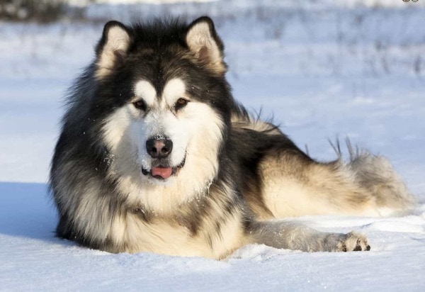 Chó Alaska