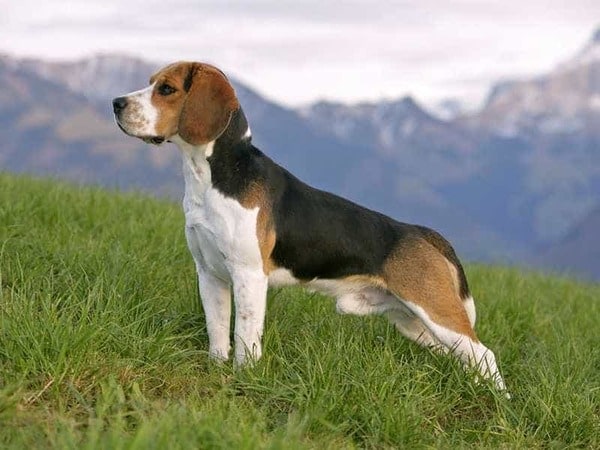 Chó Beagle được ưa chuộng