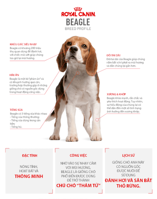 Thức ăn cho chó Beagle