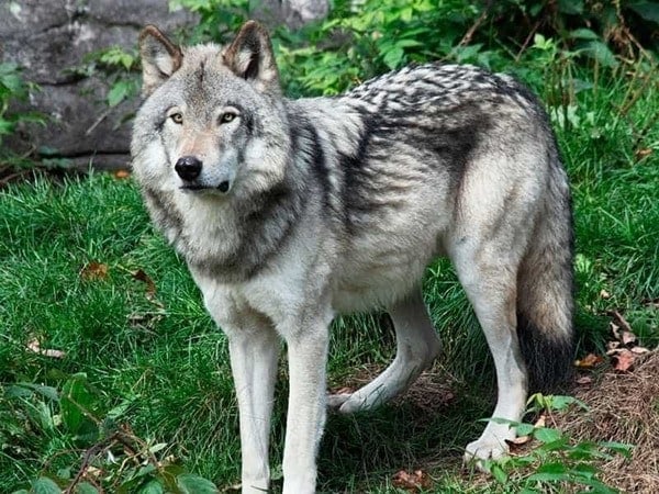 Wolf Hybrid Dog