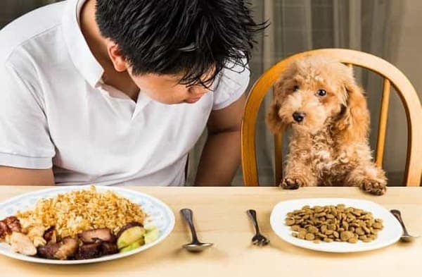 Bạn cần cân nhắc lựa chọn thức ăn phù hợp cho chó Poodle theo từng lứa tuổi