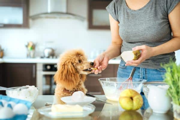 Chó Poodle từ 3 - 6 tháng tuổi có thể bổ sung thêm các thức ăn dinh dưỡng