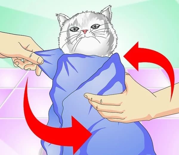 Khi cho mèo mang thai dùng thuốc, bạn nên dùng khăn bọc kín cơ thể, chỉ chừa lại phần đầu