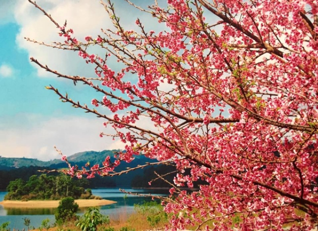 Hoa anh đào giữa lòng Hồ Pá Khoang